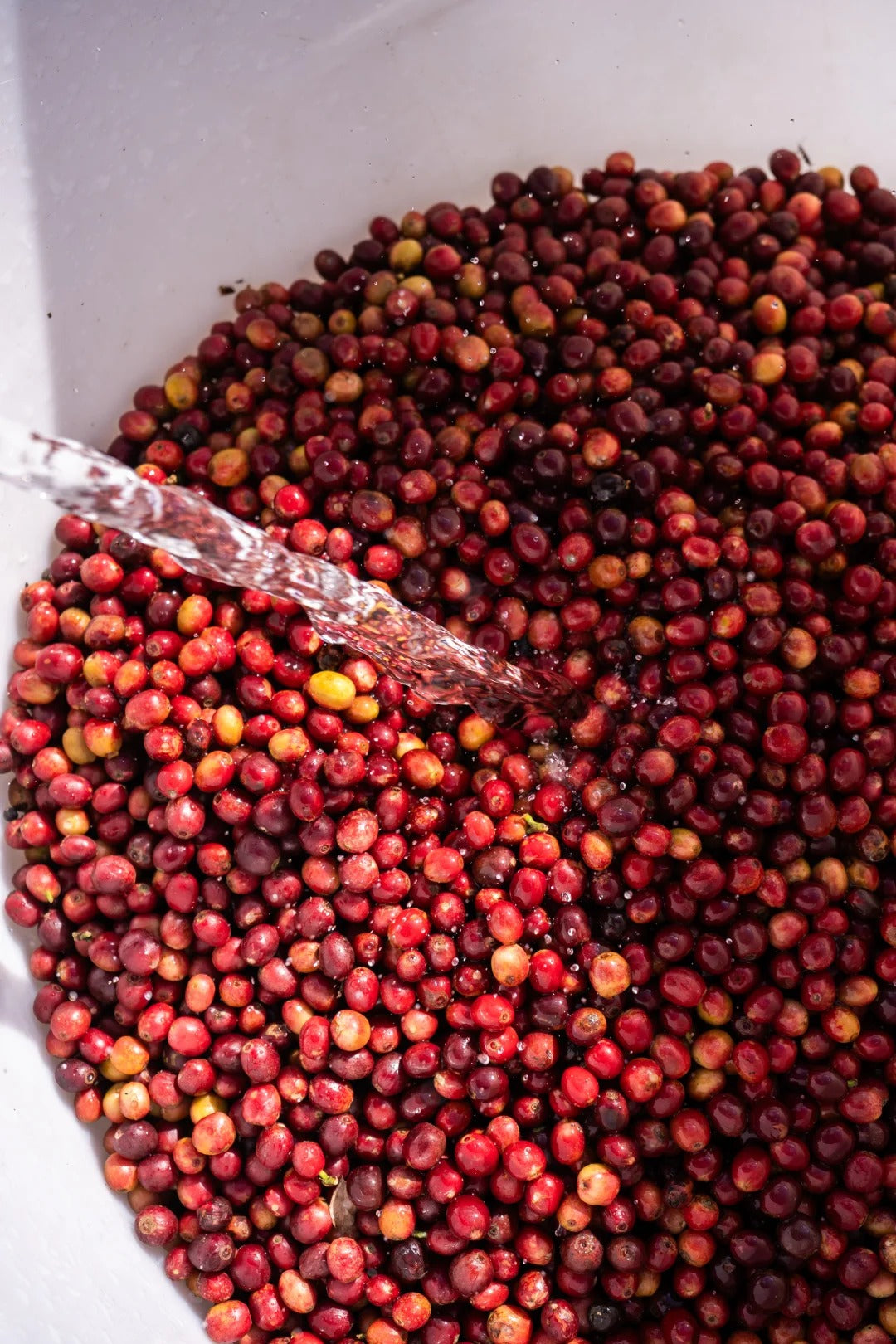 China Torch Estate Catimor House Espresso - Traditional Washed