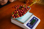 China Torch Estate Catimor House Espresso - Traditional Washed