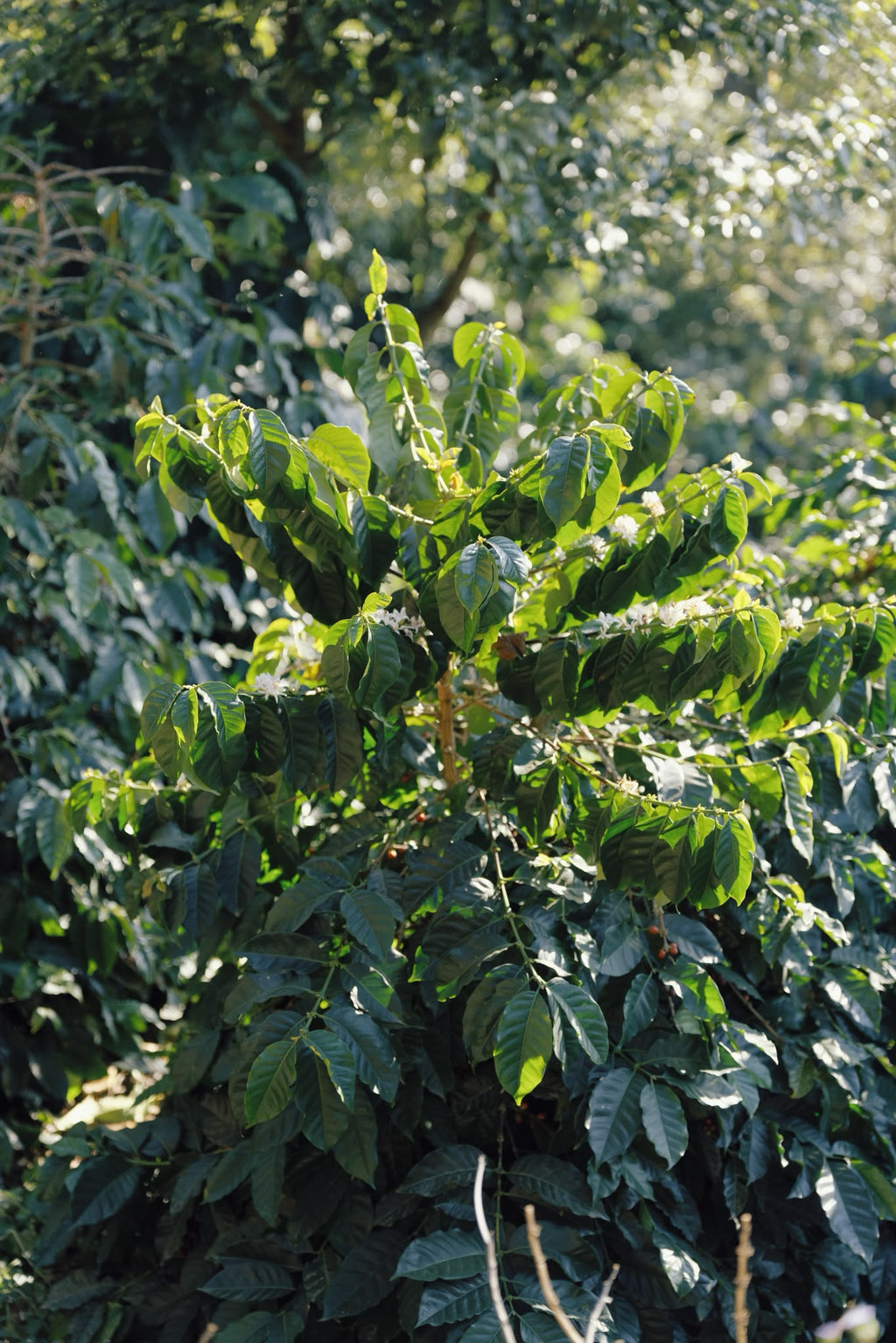 China Yunlan Estate Geisha - Traditional Washed