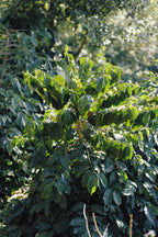 China Yunlan Estate Geisha - Traditional Washed
