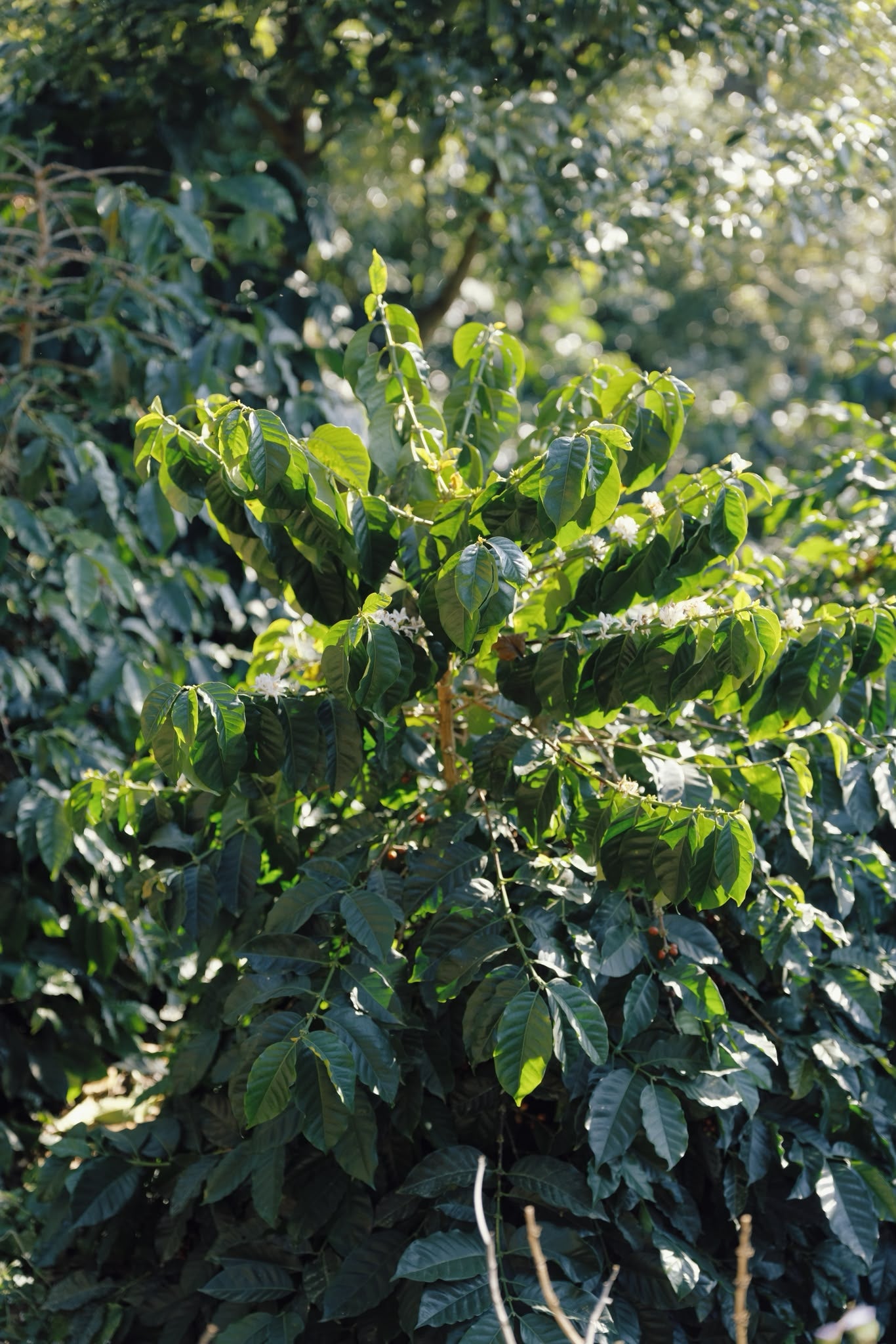 China Yunlan Estate Geisha - Traditional Washed