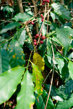 China Yunlan Estate Geisha - Traditional Washed