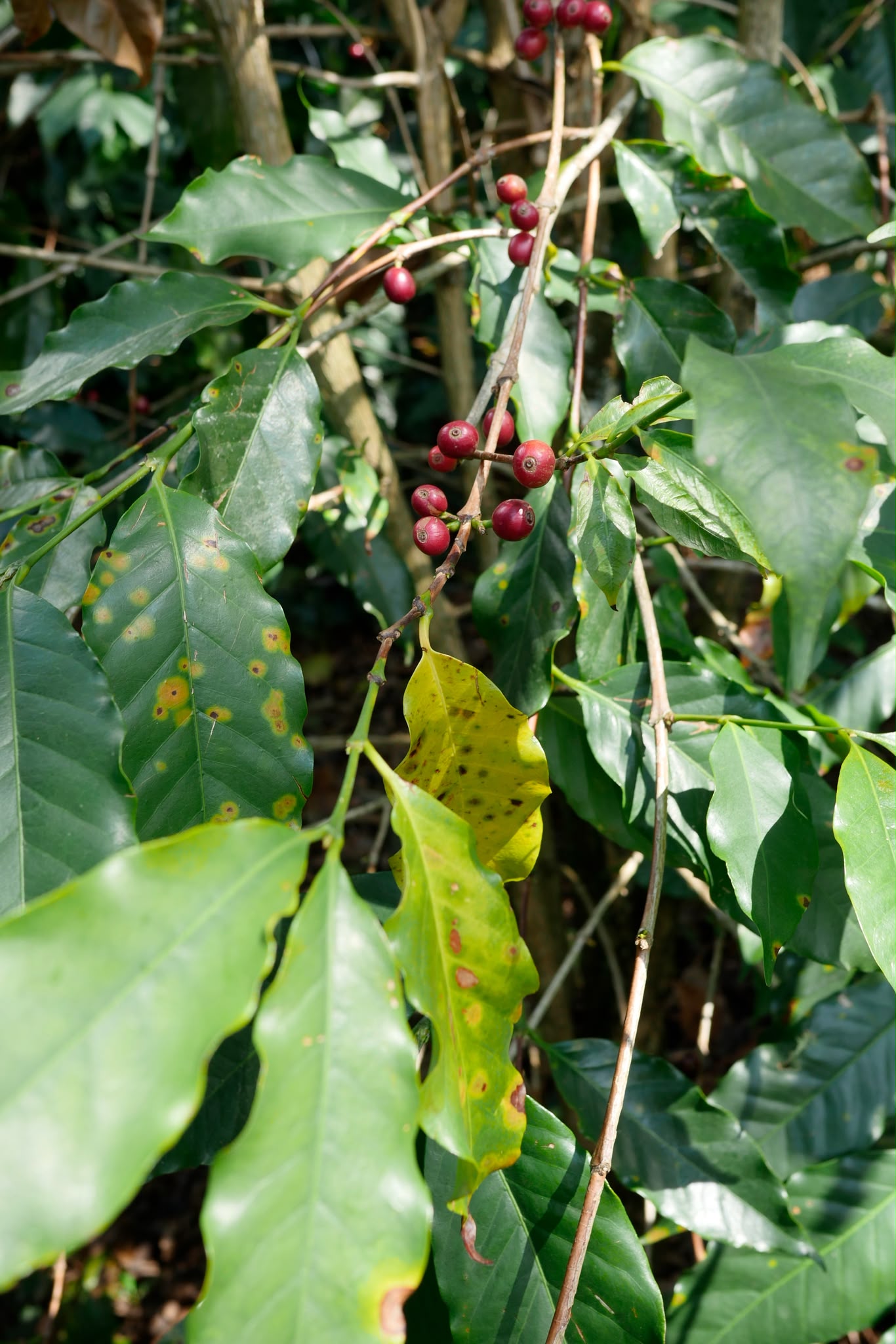 China Yunlan Estate Geisha - Traditional Washed