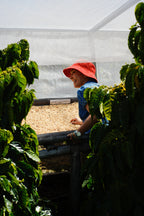 BOP 2026 Panama Feryen Estate SL28 Natural VAR-04 — 15g