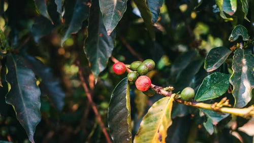 (Calico Lot) Kenya Tatu Estate AA - Washed