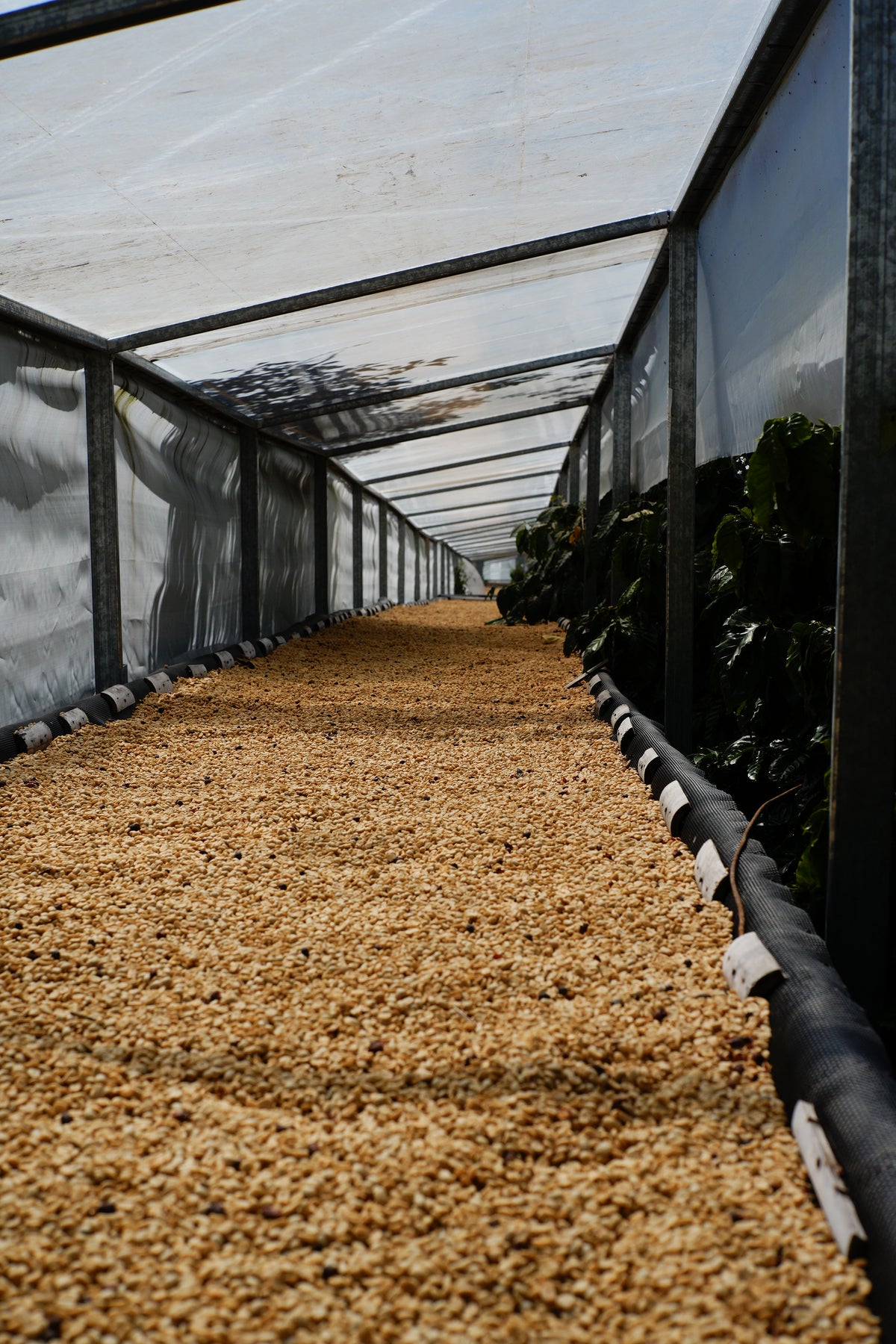 BOP 2026 Panama Feryen Estate SL28 Natural VAR-04 — 15g