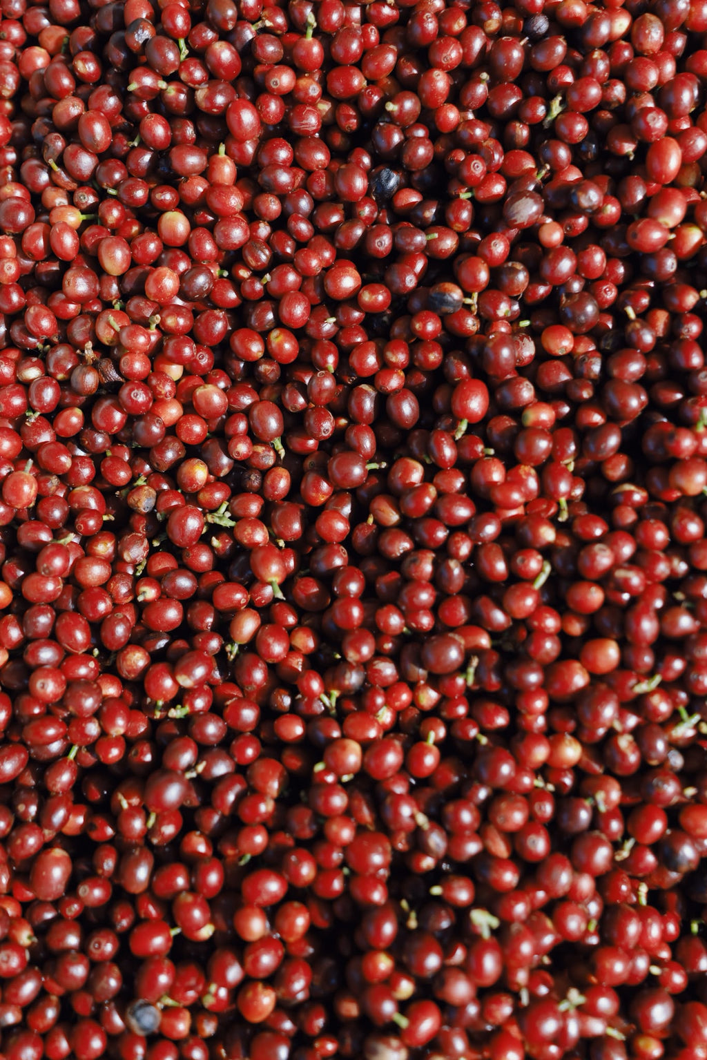 China Yunlan Estate Geisha - Traditional Washed
