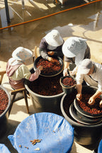 China Yunlan Estate Geisha - Traditional Washed