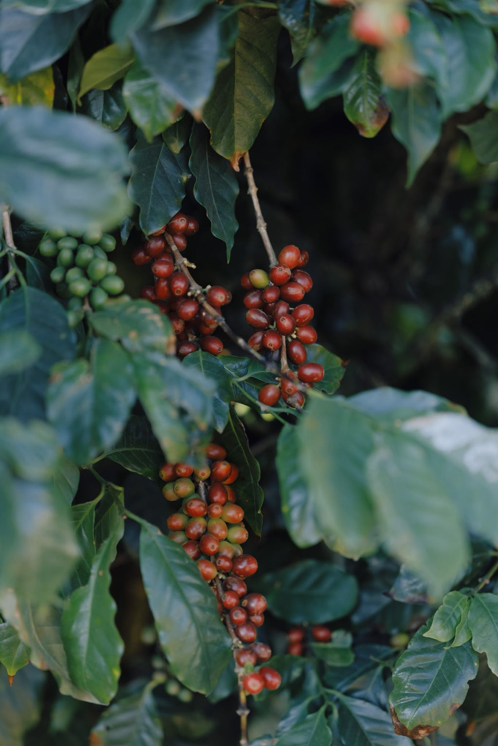 China Yunlan Estate Geisha - Traditional Washed