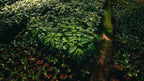Kenya Tatu Estate AA - Washed