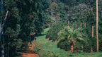 Kenya Tatu Estate AA - Washed