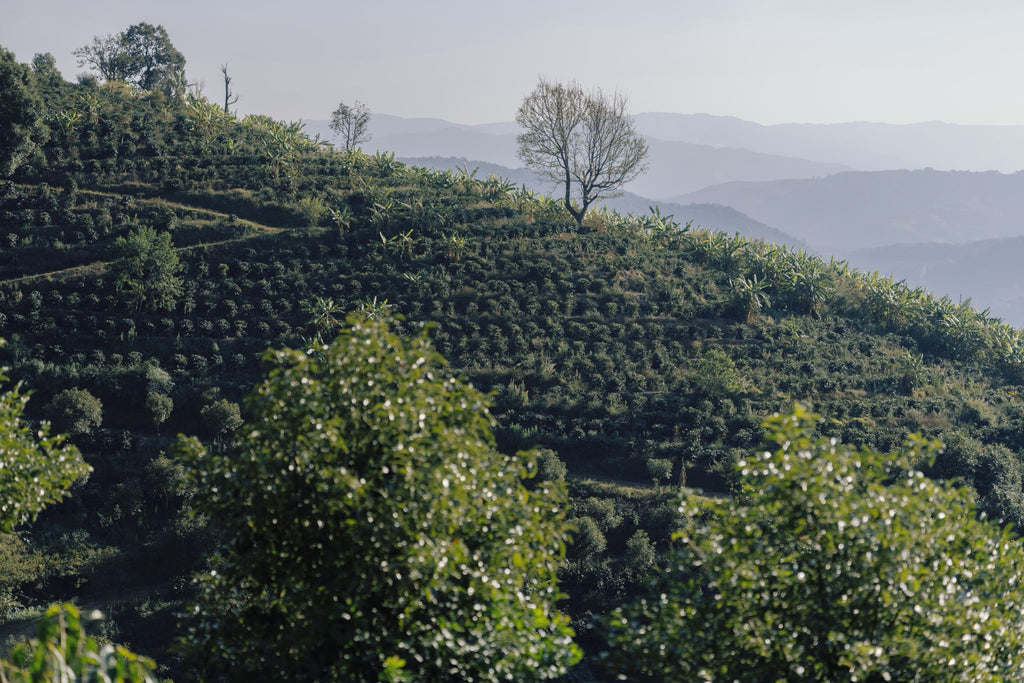 China Yunlan Estate Geisha - Traditional Washed