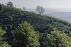 China Yunlan Estate Geisha - Traditional Washed
