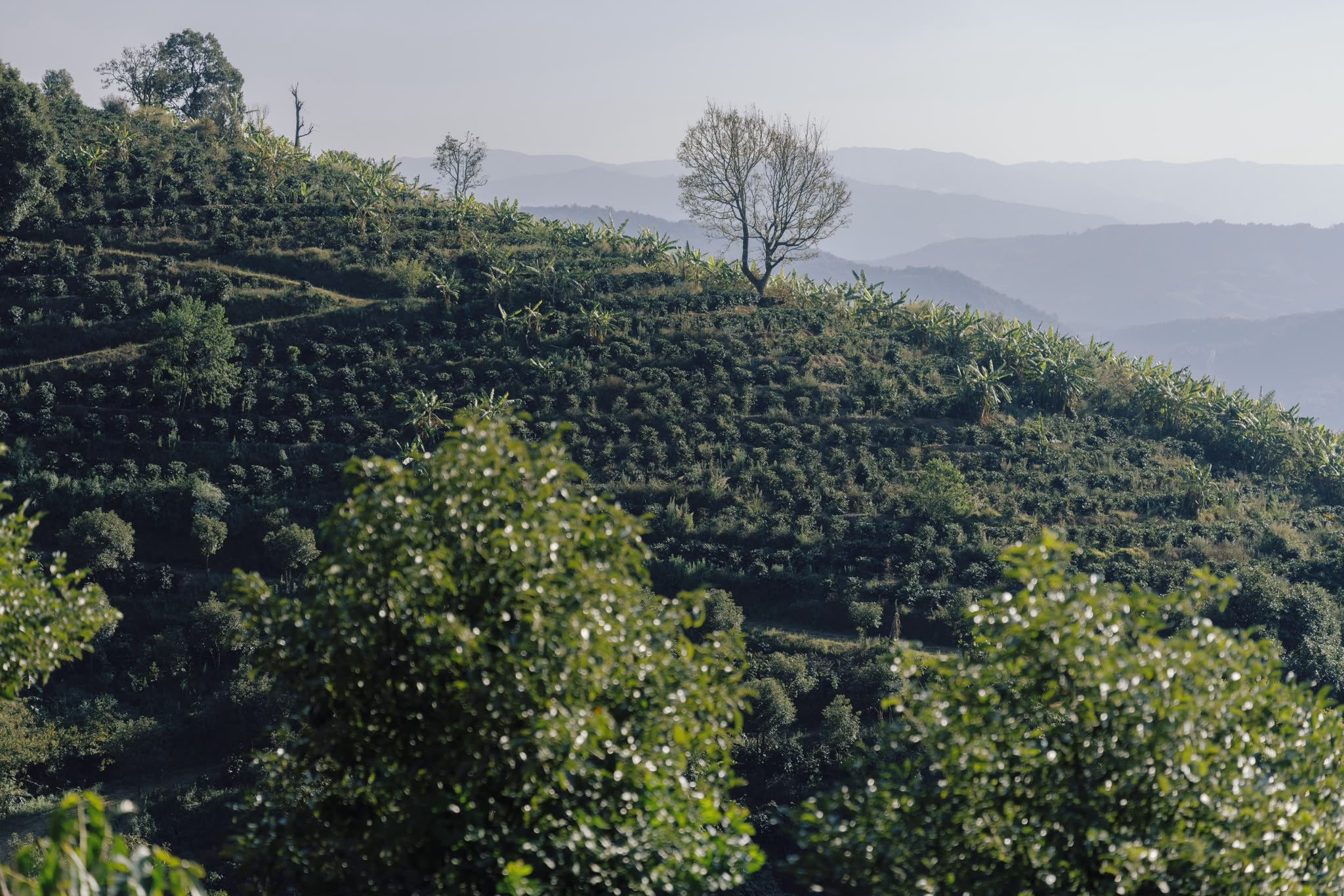 China Yunlan Estate Geisha - Traditional Washed