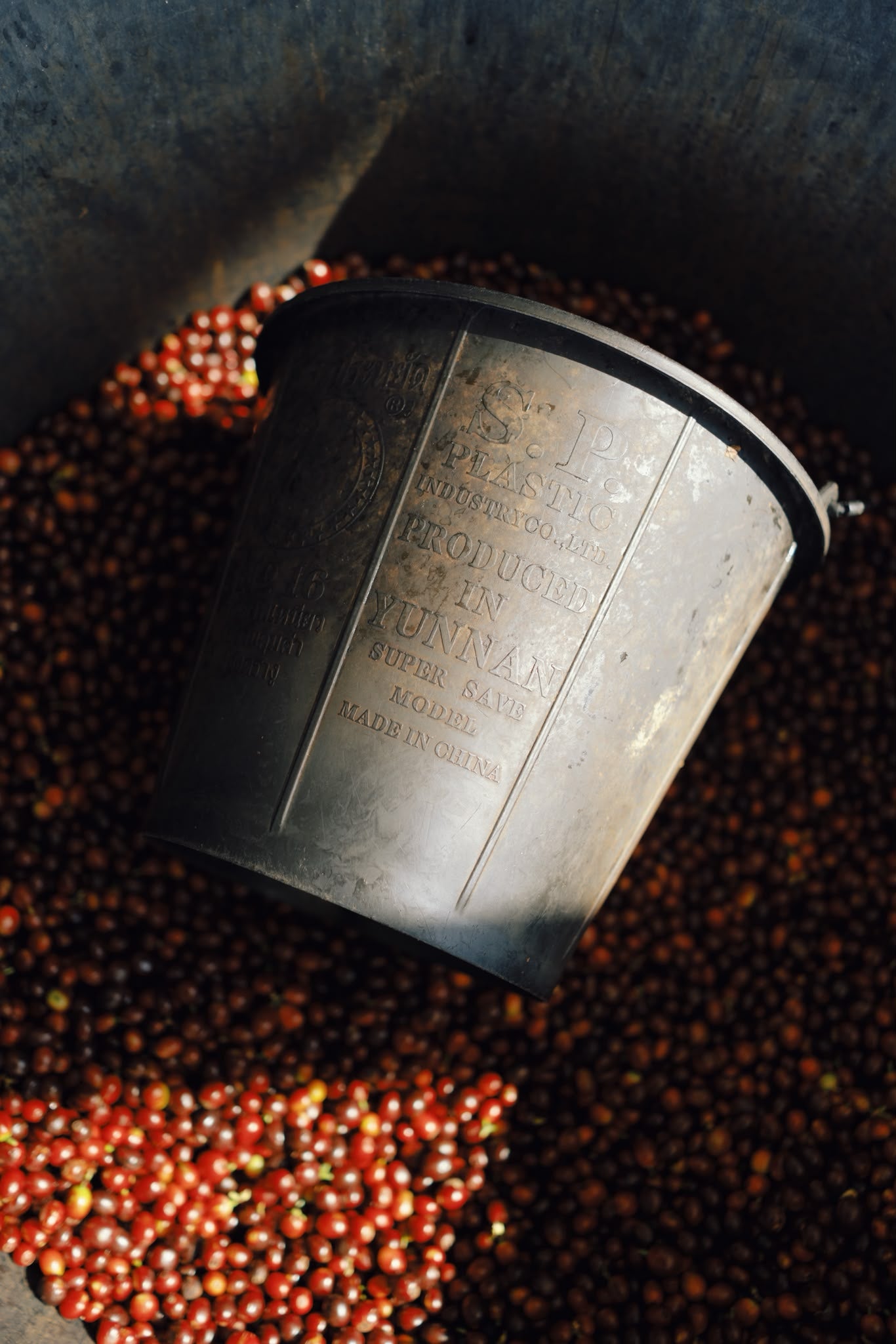 China Yunlan Estate Geisha - Traditional Washed
