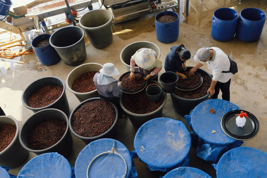 China Yunlan Estate Geisha - Traditional Washed