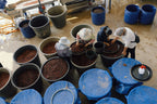 China Yunlan Estate Geisha - Traditional Washed