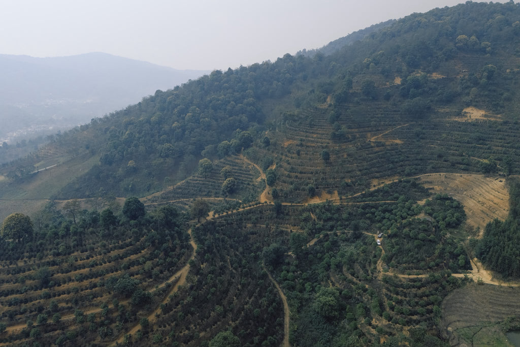 China Yunlan Estate Geisha - Traditional Washed