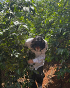 Kenya Kamavindi AA - Natural