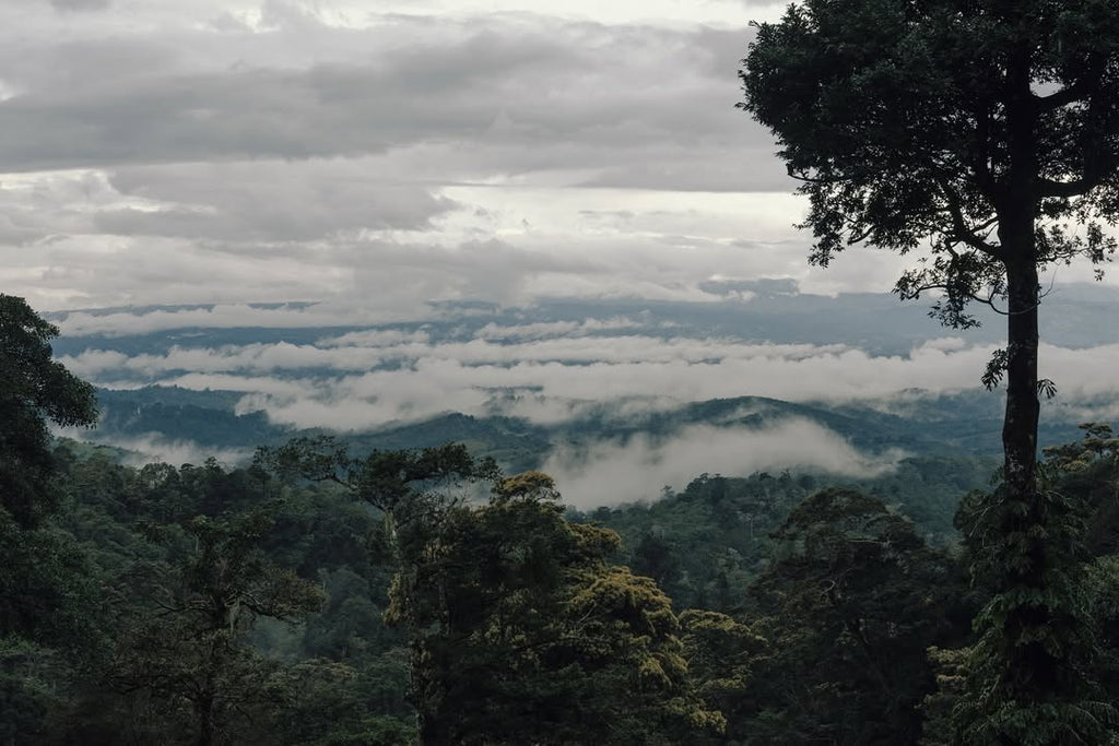 Panama MT. Totumas Typica - Washed