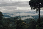 Panama MT. Totumas Typica - Washed