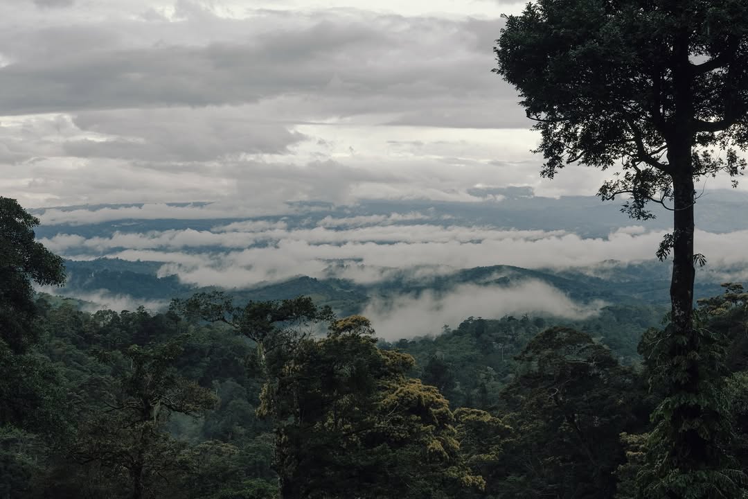 Panama MT. Totumas Typica - Washed