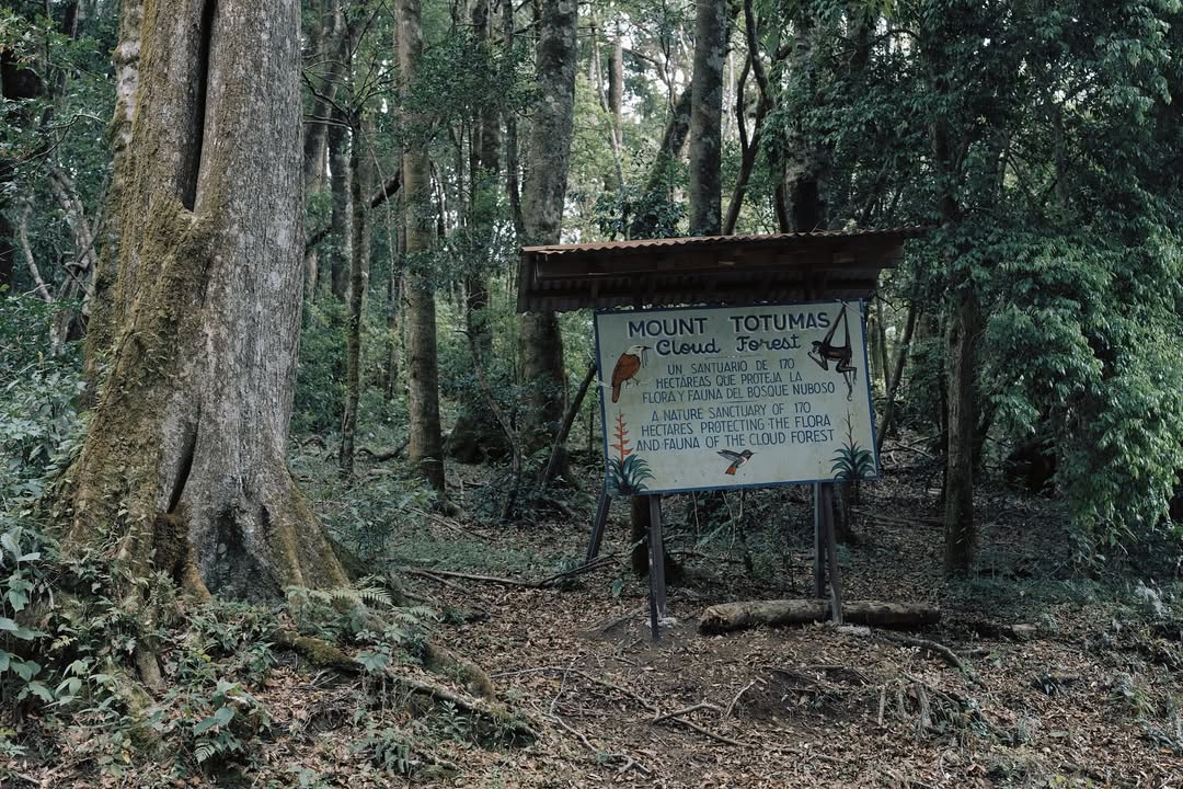 Panama MT. Totumas Typica - Washed