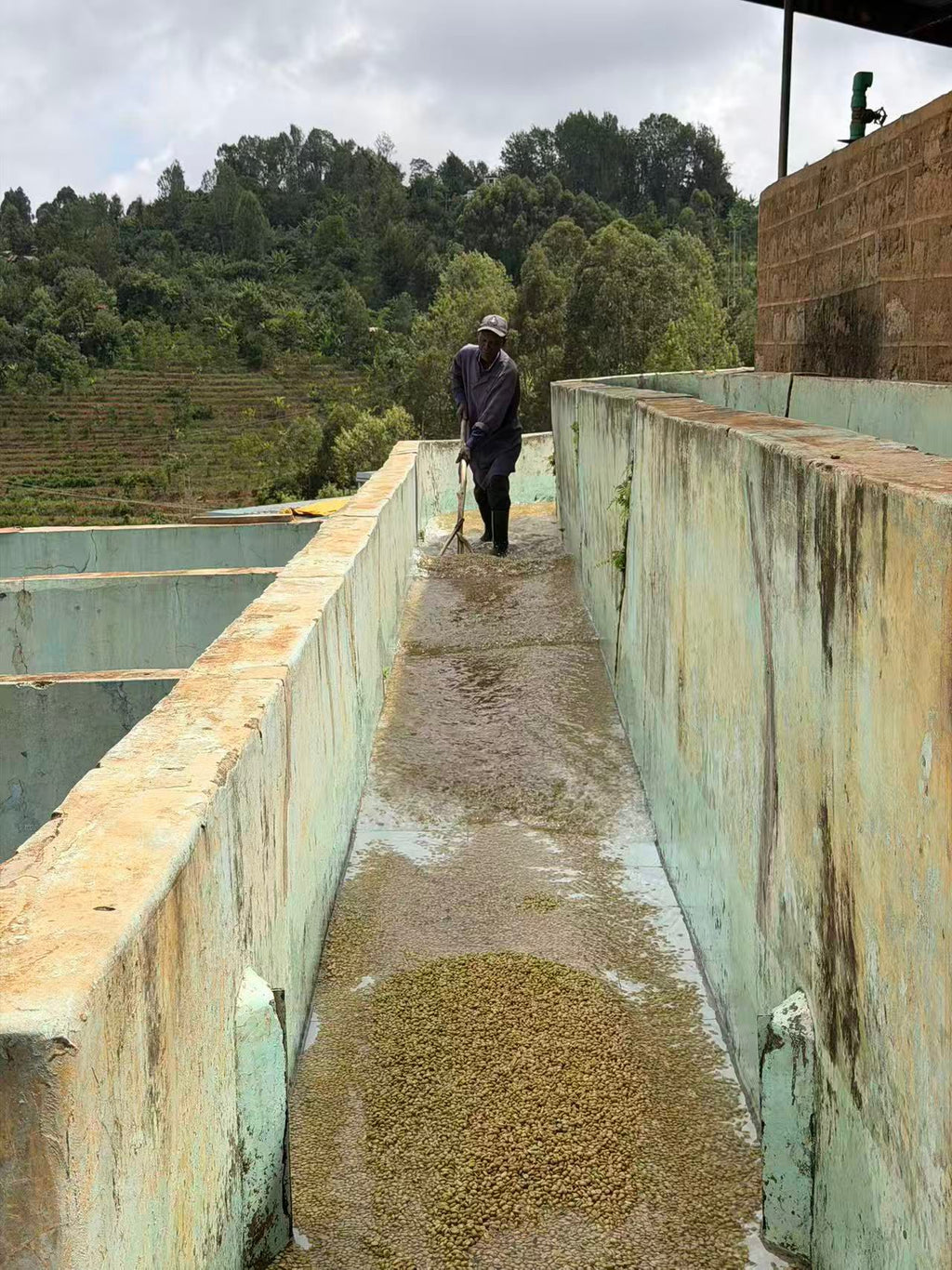 Kenya AB Mukuyuni - Traditional 72 Hours Washed