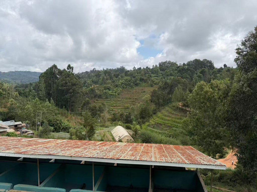 Kenya AB Mukuyuni - Traditional 72 Hours Washed