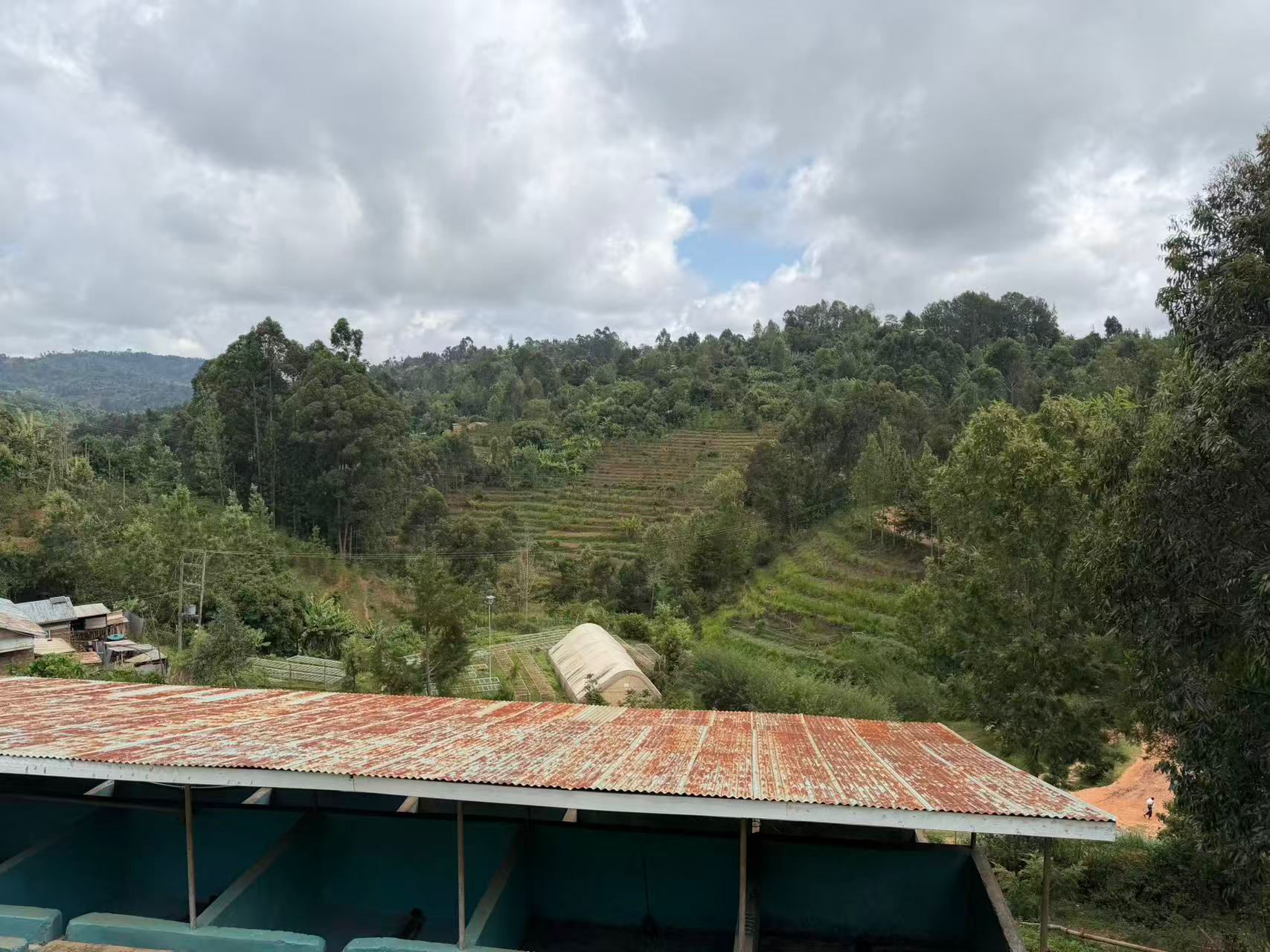 Kenya AB Mukuyuni - Traditional 72 Hours Washed