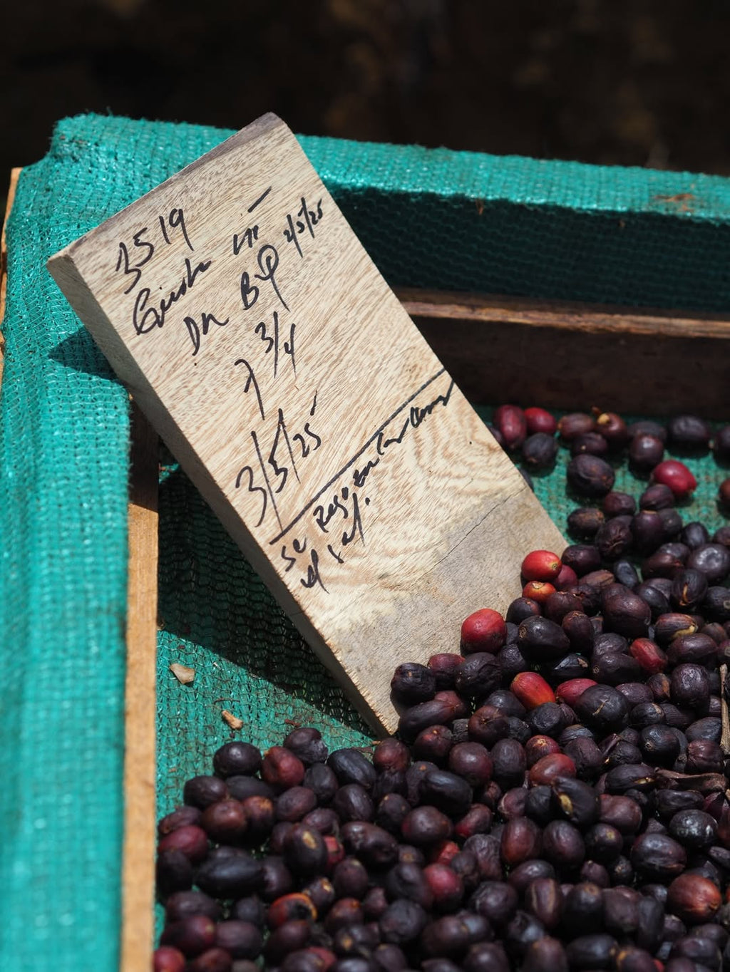 Panama Kotowa Geisha - Washed